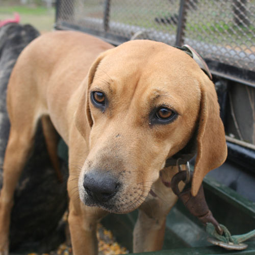 Hogstickers hunt, January, 2012 - image