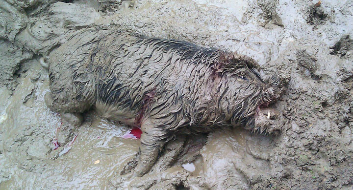 Hogstickers hunt, January, 2012 - image