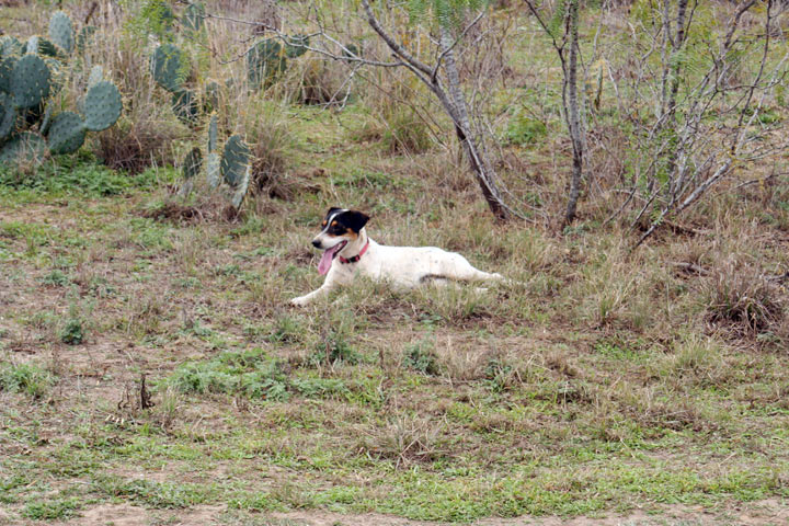 Hogstickers hunt, January, 2012 - image