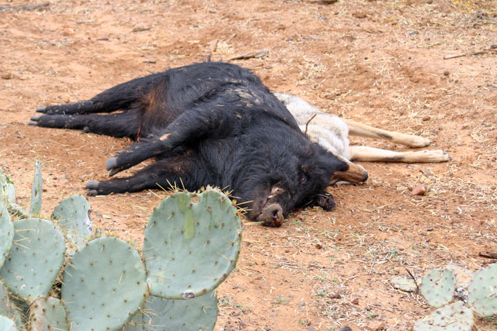 Hogstickers hunt, January, 2012 - image